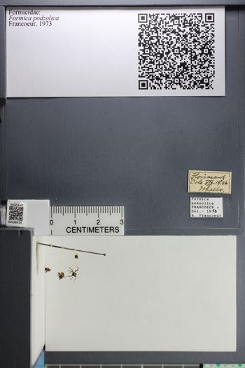 Media type: image; Entomology 528816
